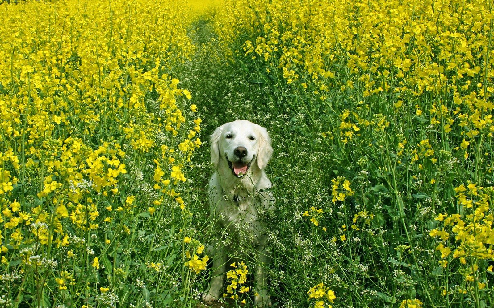 Spring Balance Animal Animals In Spring Wallpapers - Top Free Animals In Spring Backgrounds ...