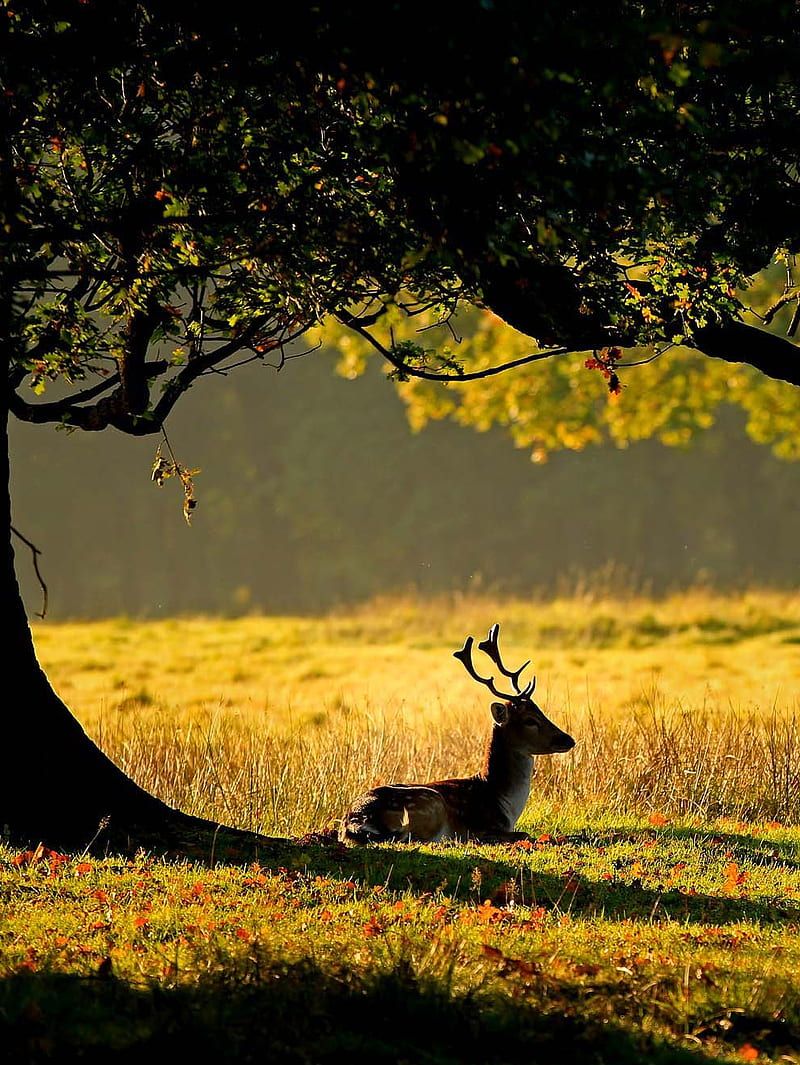 Animals In Spring Wallpapers - Top Free Animals In Spring Backgrounds ...