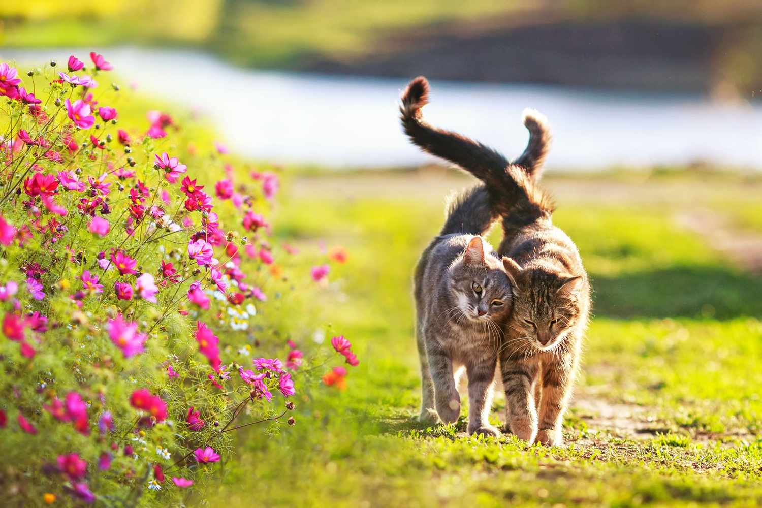 1500x1000 These 14 Cats on Instagram Are Ready for Spring and So Are We