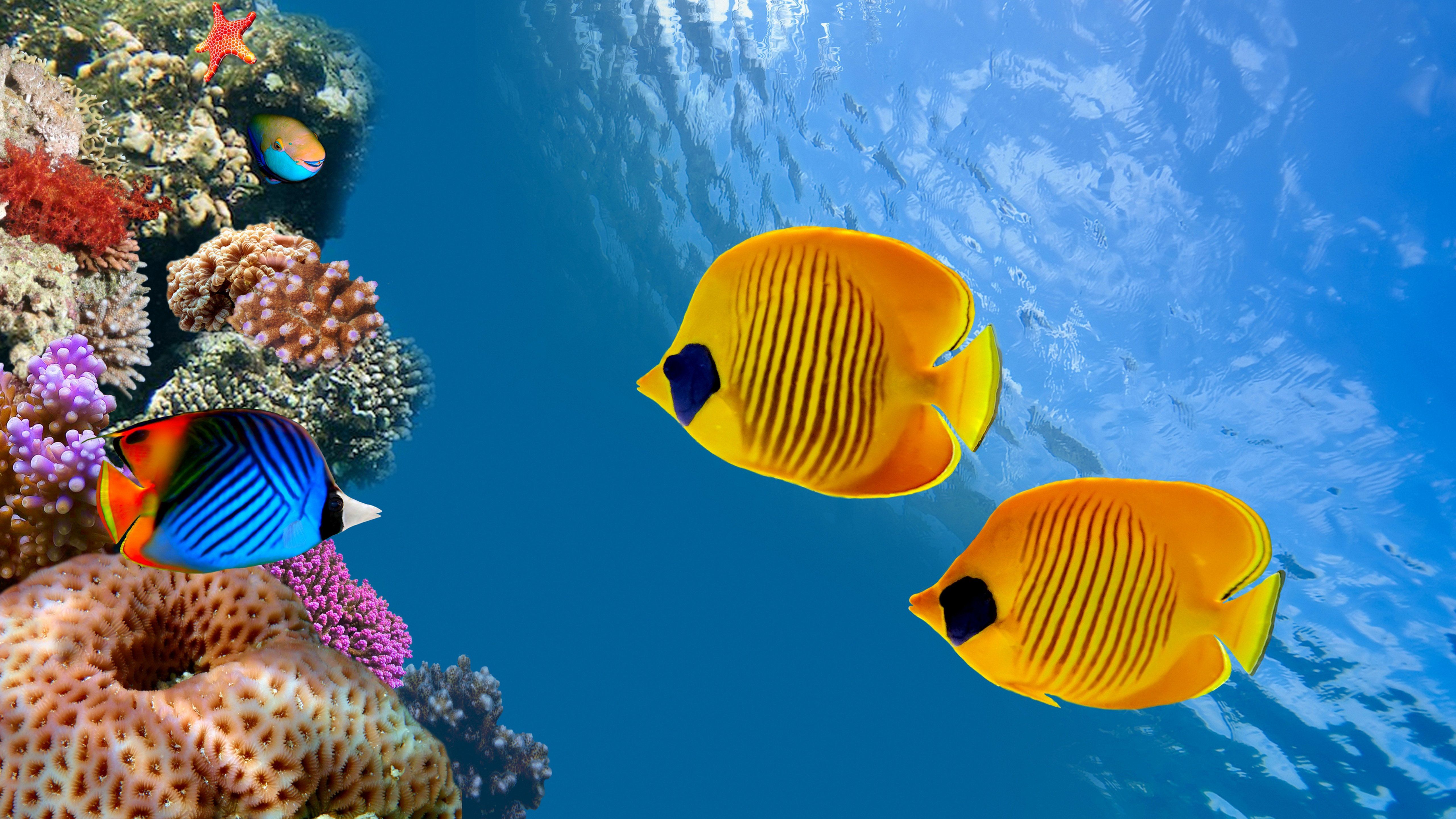 5120x2880 Fish Wallpaper 5k for Desktop