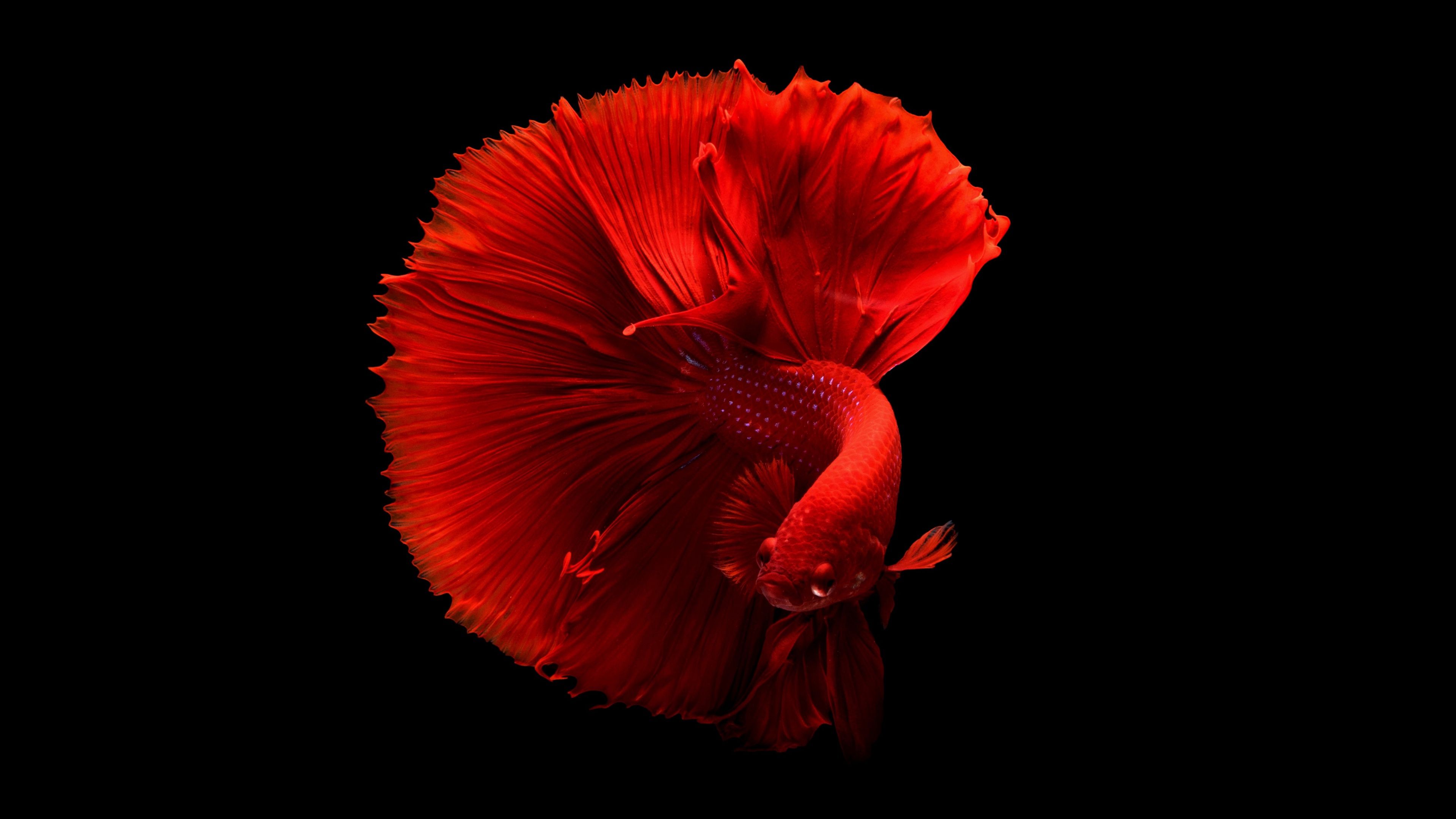 3840x2160 Red fish Wallpaper 4K, Underwater, Swimming
