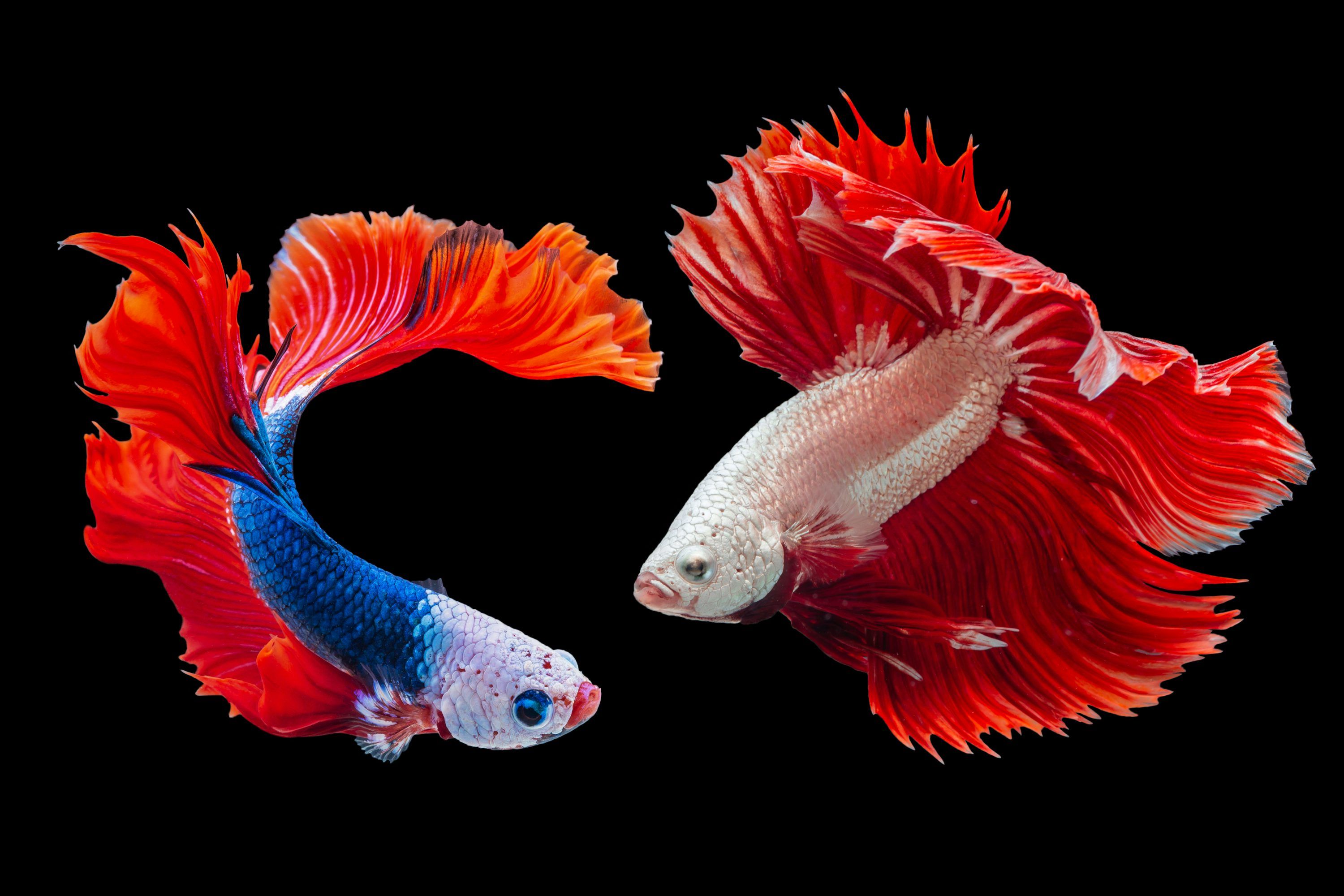 3000x2000 Betta Fish Picture. Download Free Image