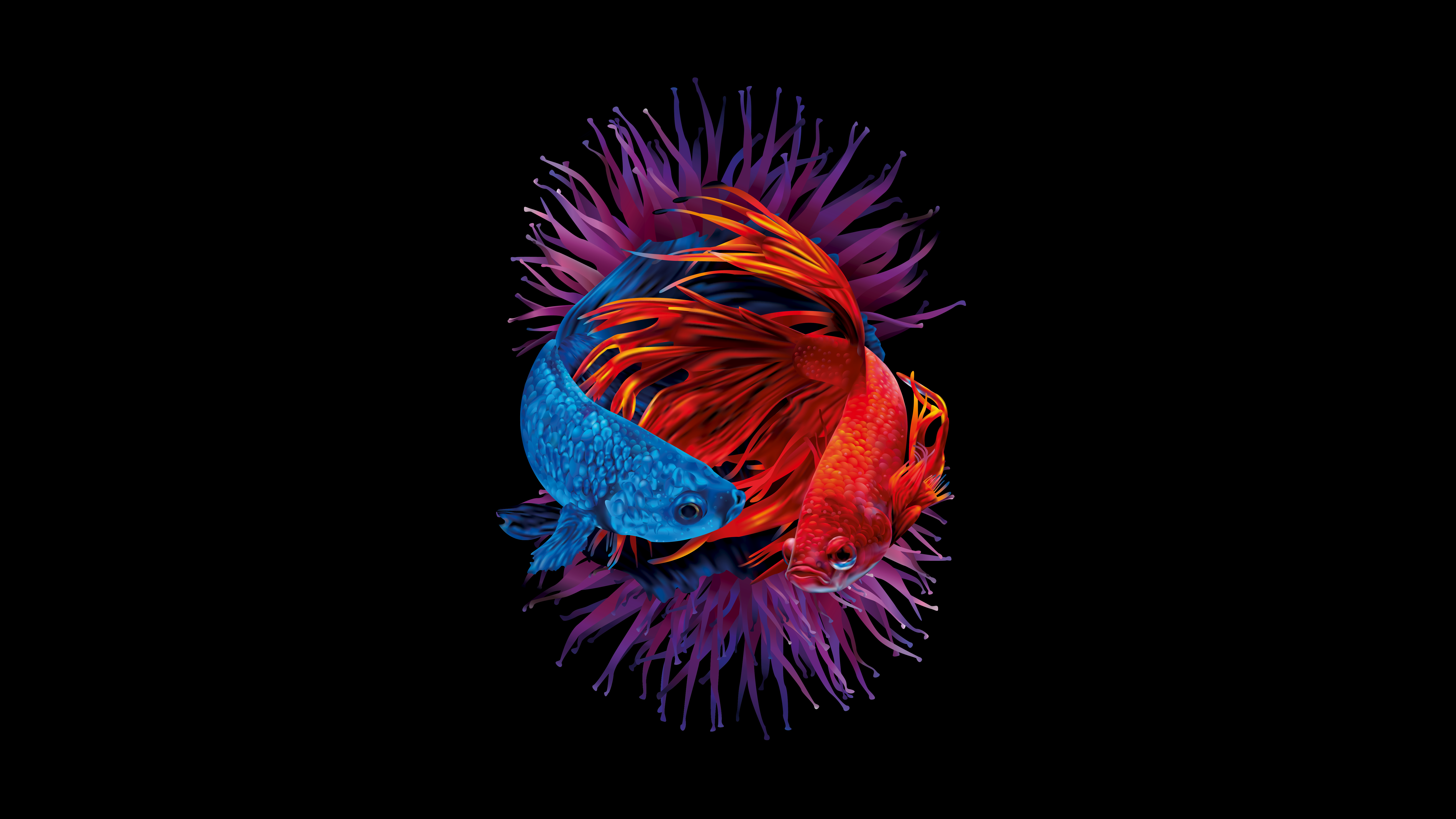 7680x4320 Betta fishes Wallpaper 4K, Siamese fighting fish, Underwater