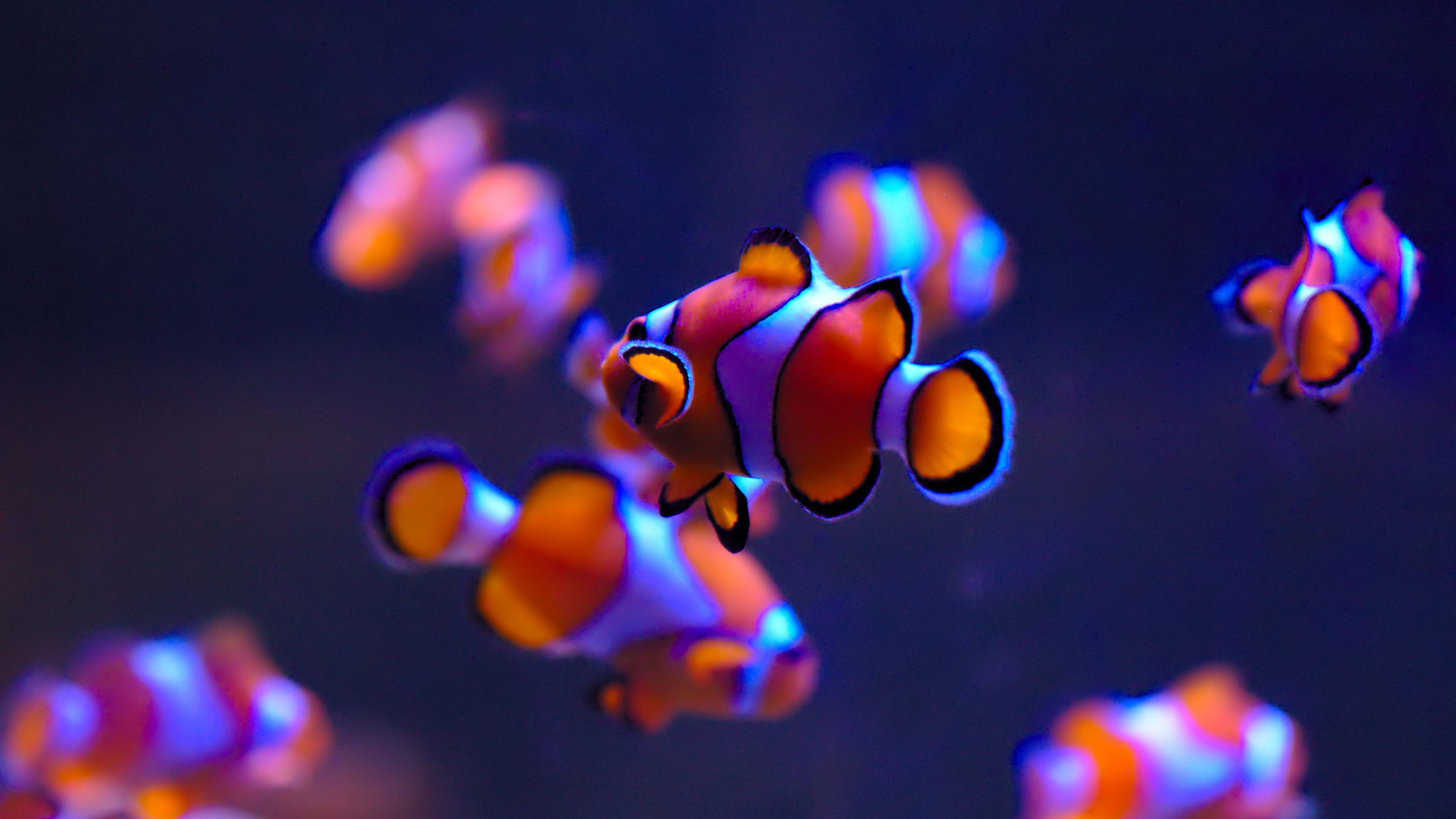 3840x2160 Fish 4k PC Wallpaper