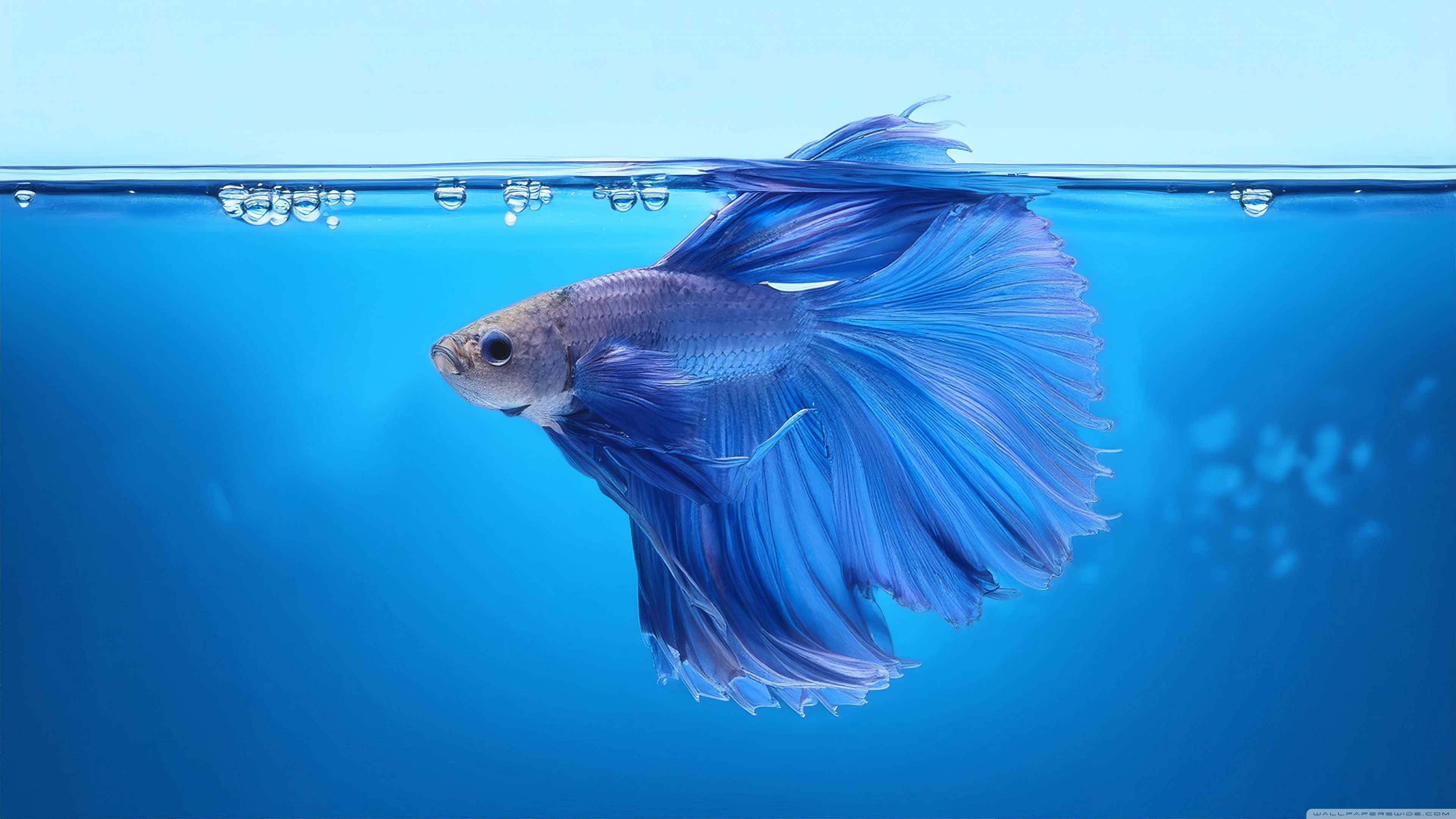 3840x2160 Blue Betta Fish Underwater 4K UHD Wallpaper for UltraHD Desktop and TV : Widescreen and UltraWide Display : Smartphone and Tablet Devices