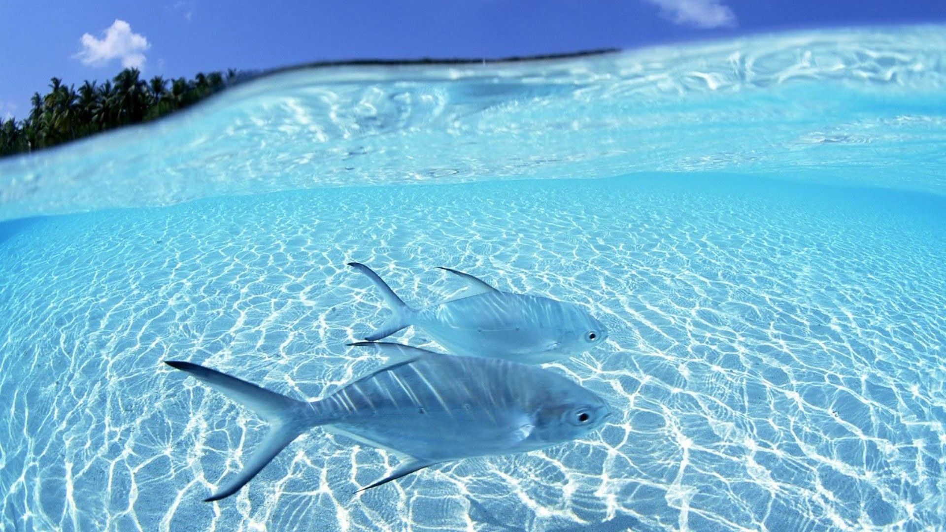 1920x1080 Closeup View Of Two Fishes Underwater Ocean Waves Blue Sky Background HD Fish Wallpaper