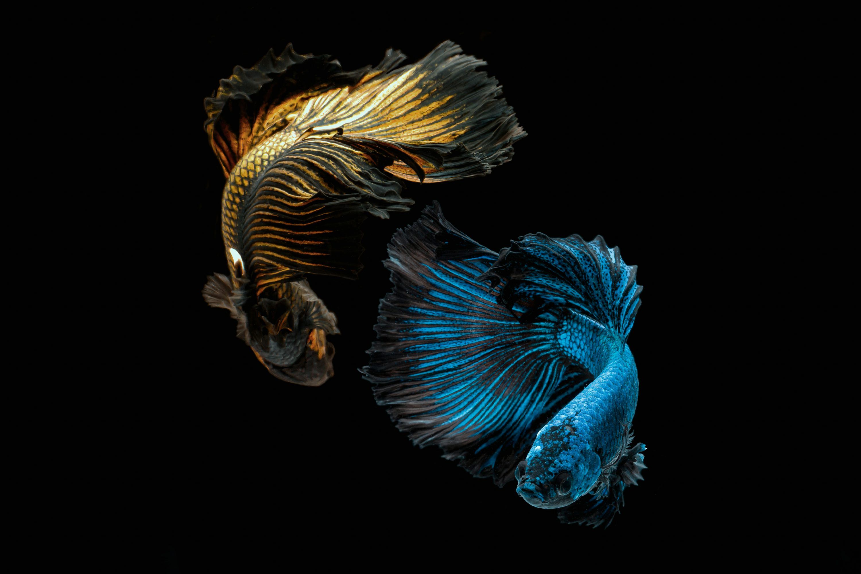 3000x2000 Betta Fish Picture. Download Free Image