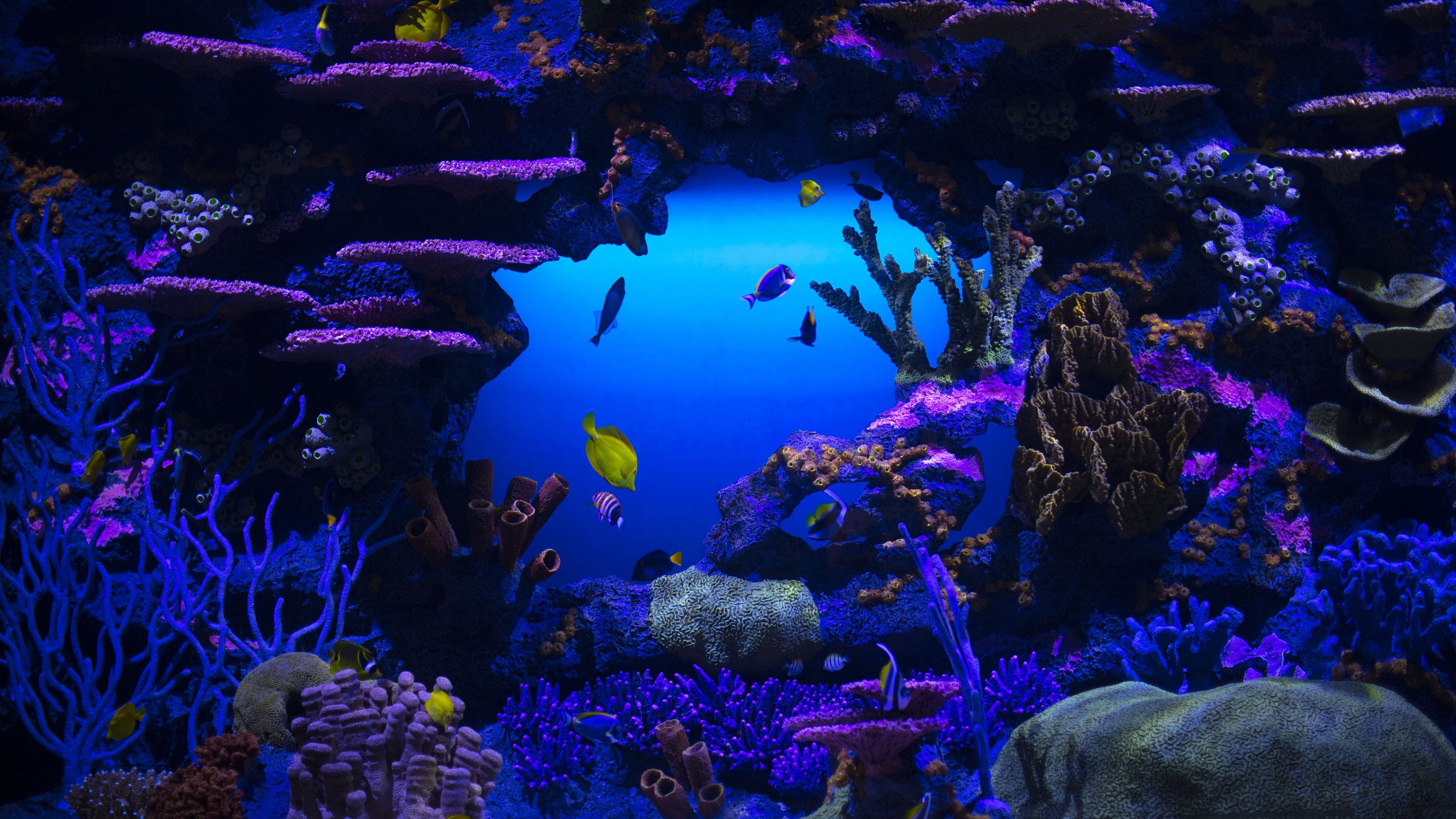 3840x2160 Coral Reef Stones Schooling oF Fish Underwater 4K HD Nature Wallpaper