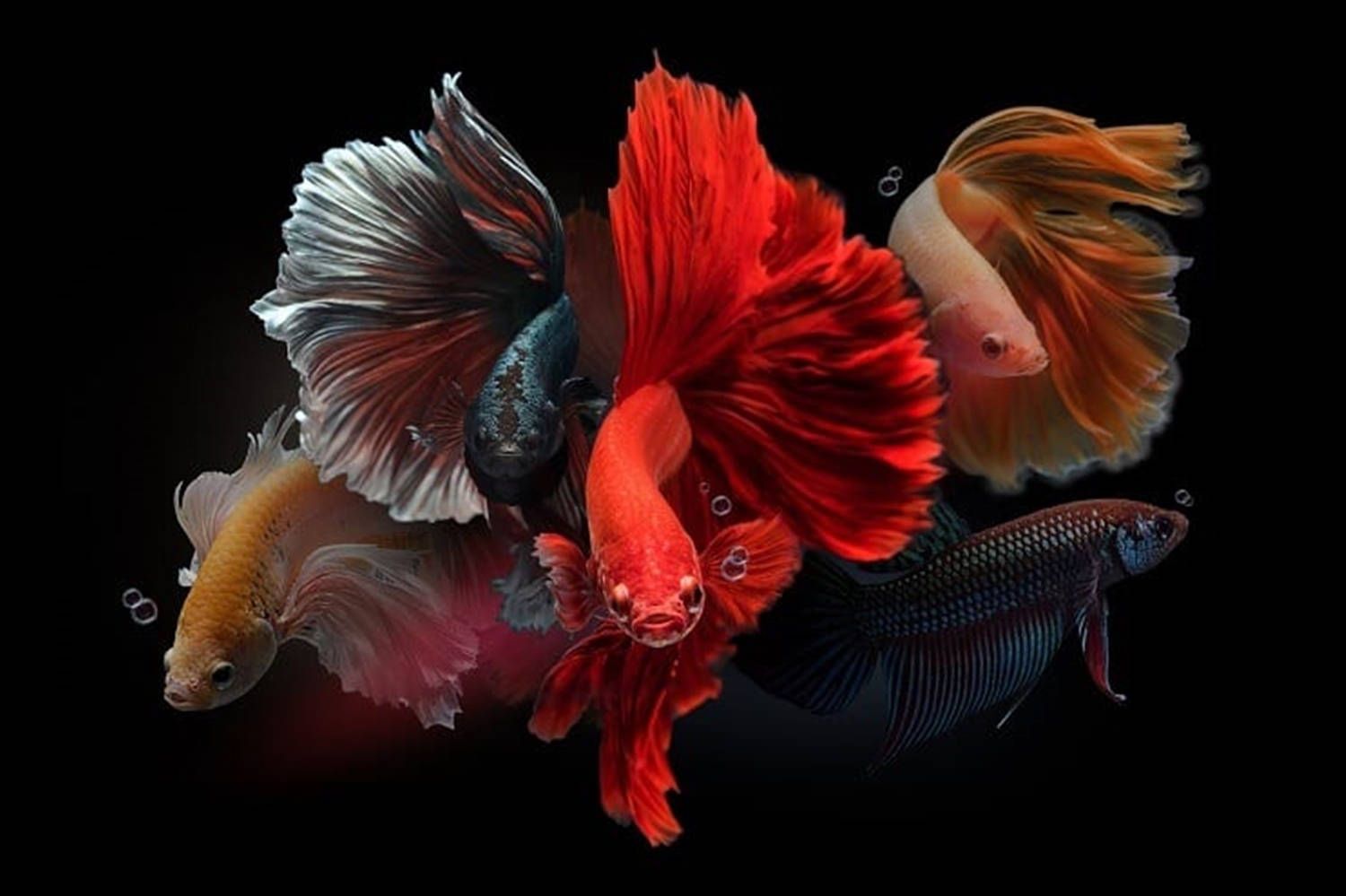 1500x999 Betta Fish Wallpaper
