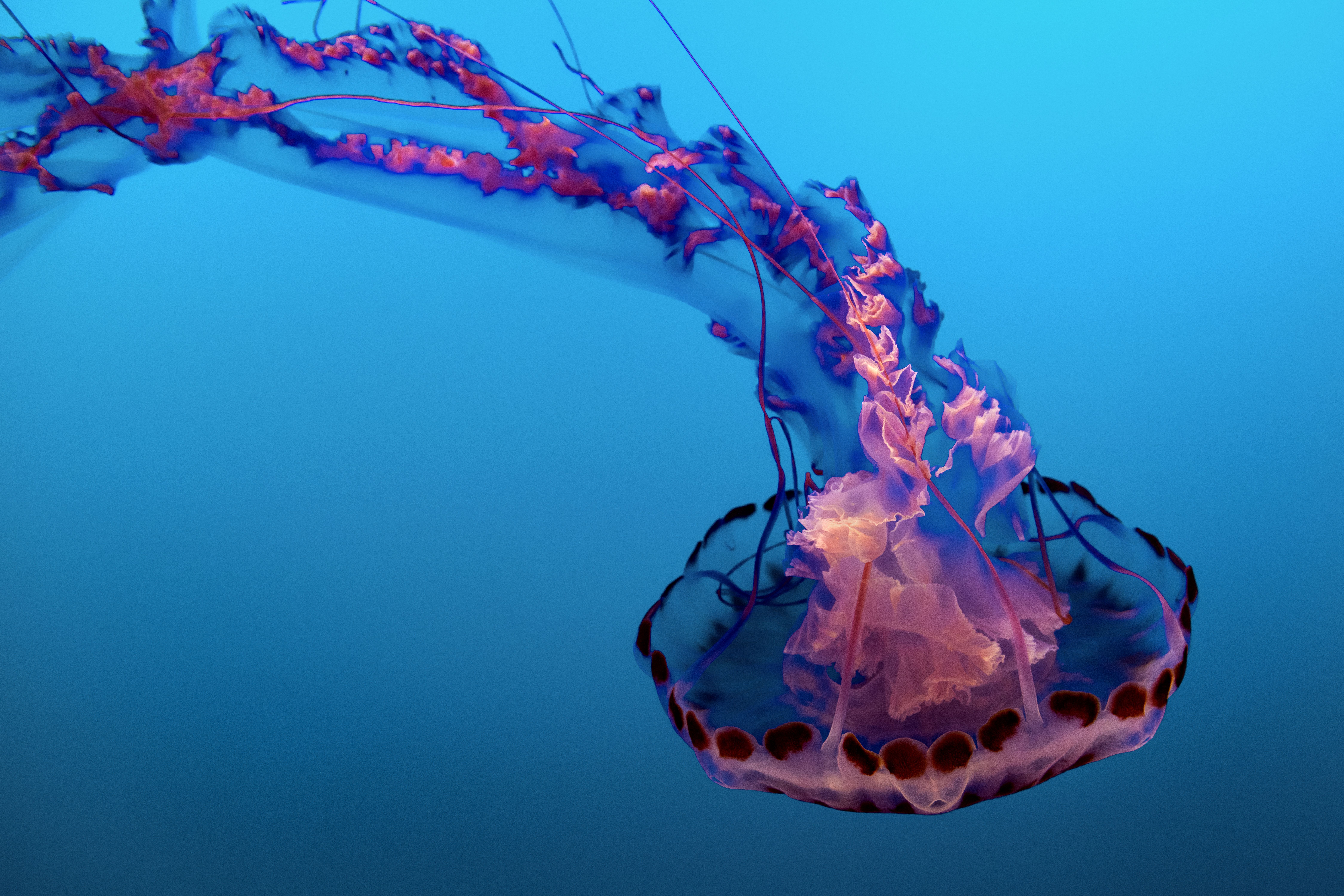 9000x6000 Download Underwater Sea Life Animal Jellyfish 8k Ultra HD Wallpaper