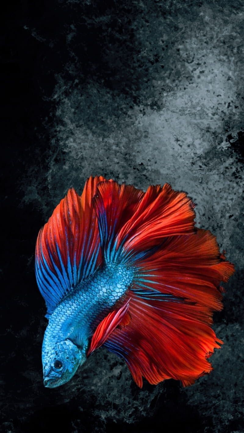 800x1421 Betta test, black, blue, fighting fish, fish, red, HD phone wallpaper