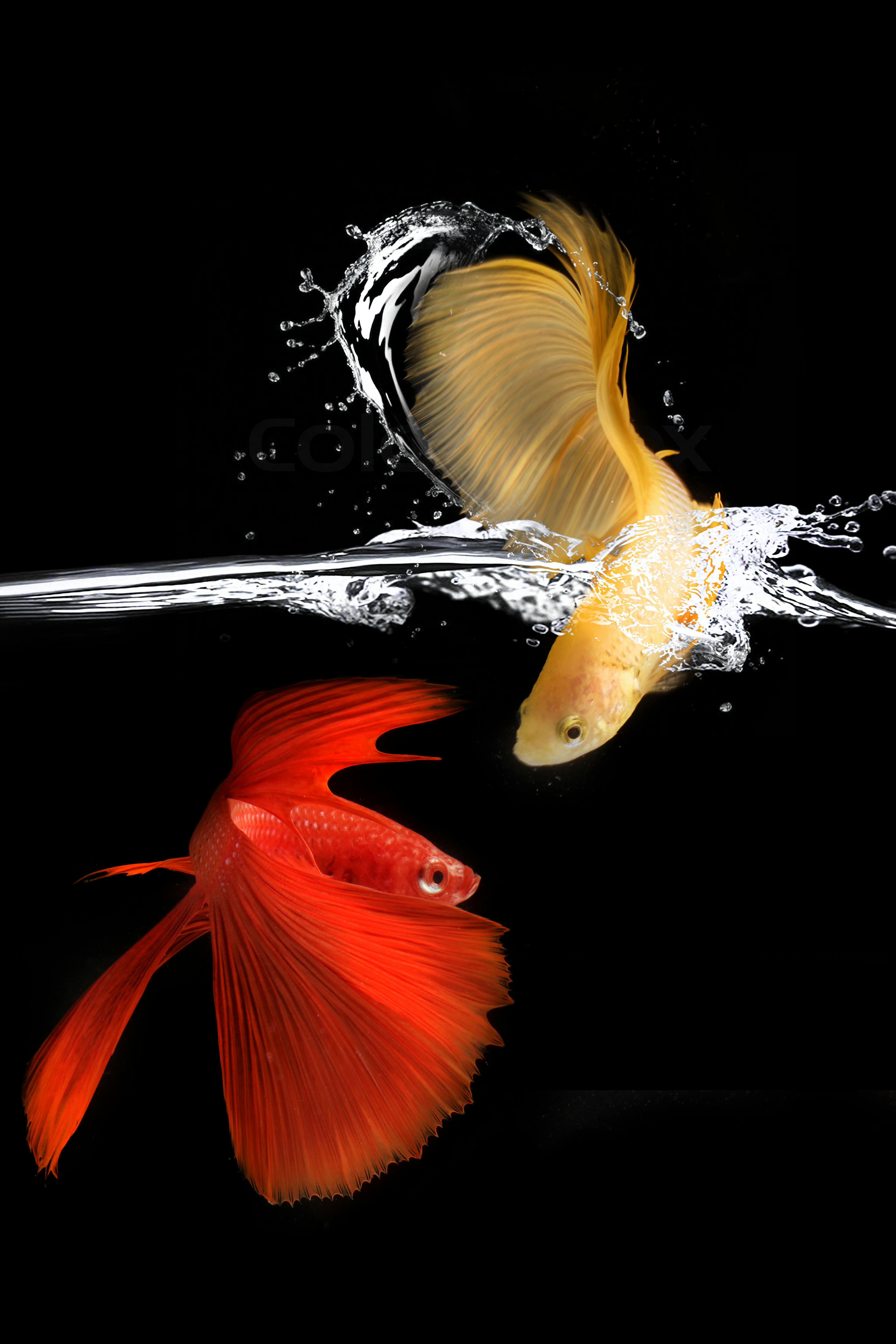 4000x6000 Betta Fish Photo, Download The BEST Free Betta Fish & HD Image