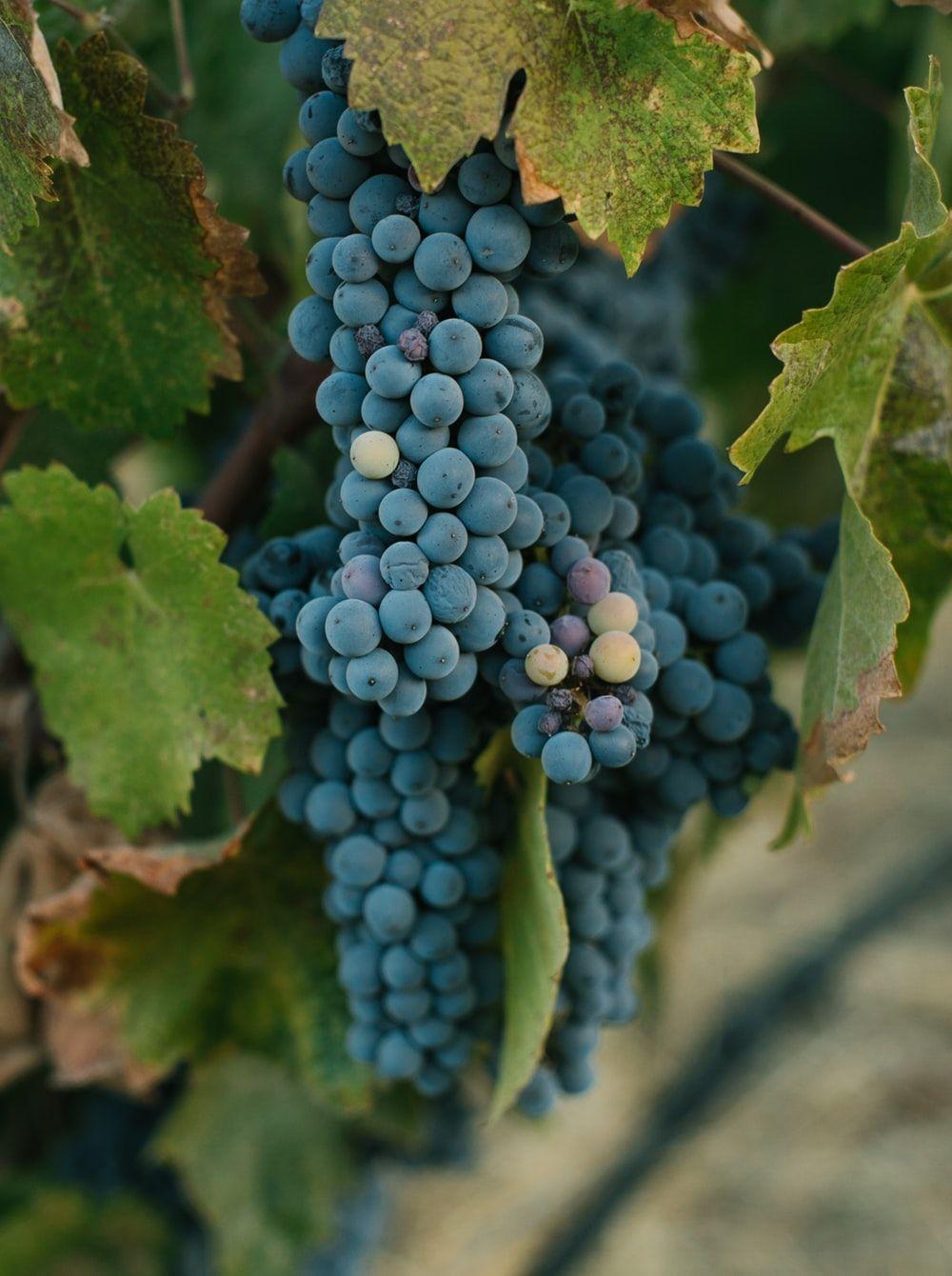 1000x1340 Grape Picture. Download Free Image