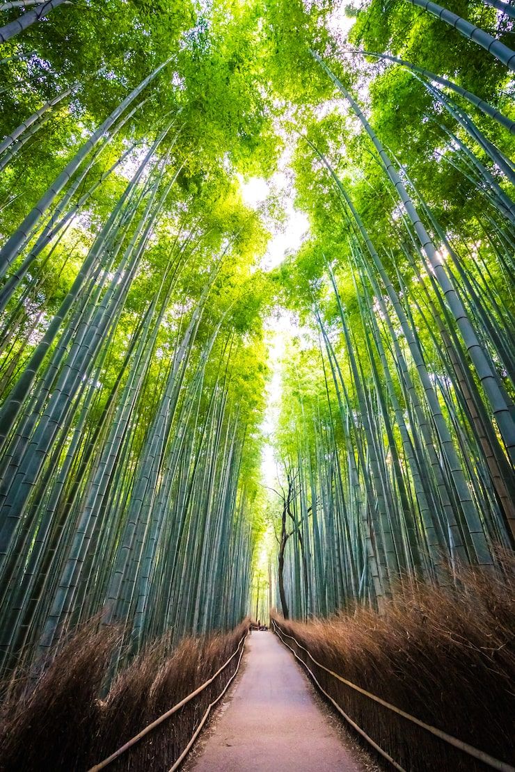 740x1110 Bamboo River Photo Free High Quality Picture