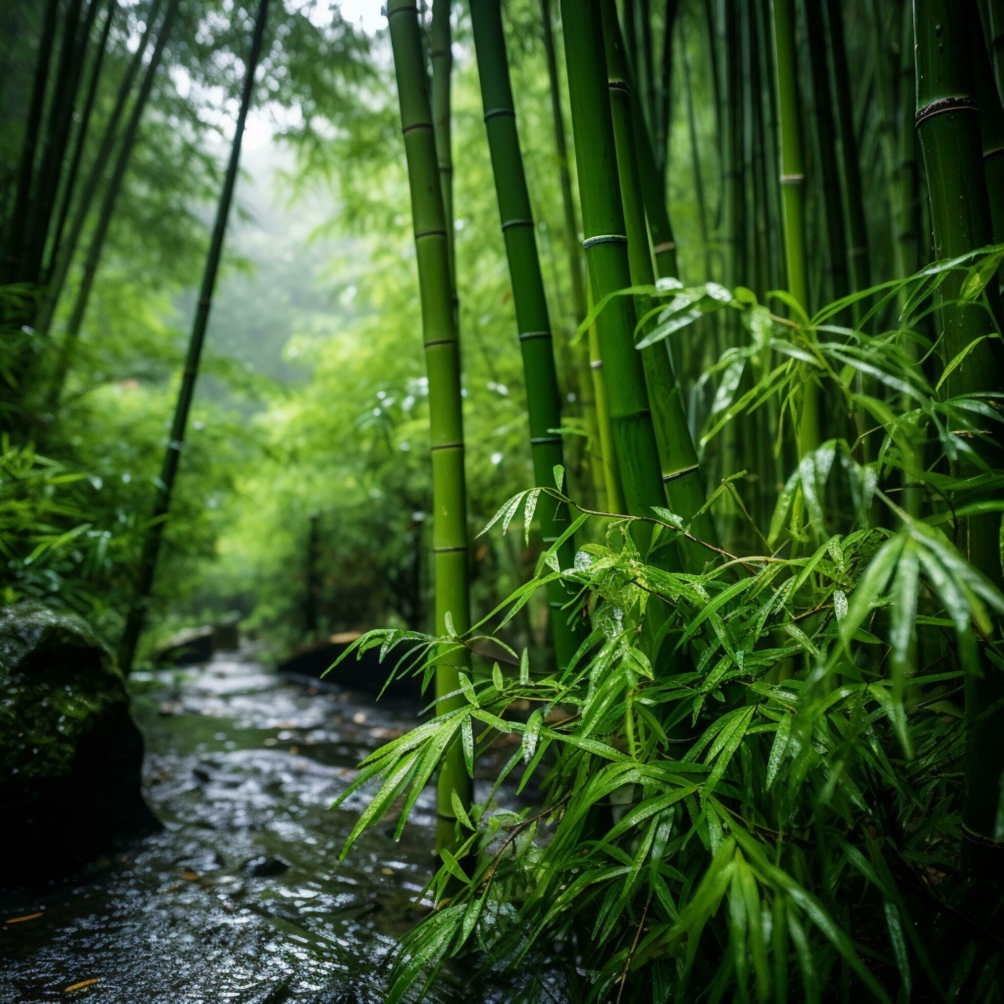 1960x1960 bamboo tree with small river
