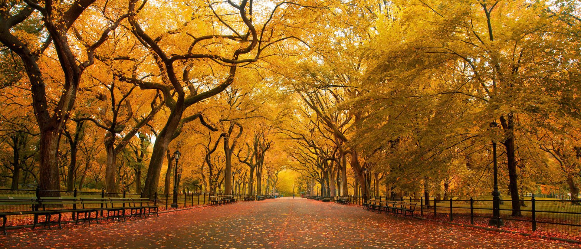 1920x823 Download Ultra Wide Nature Yellow Wallpaper