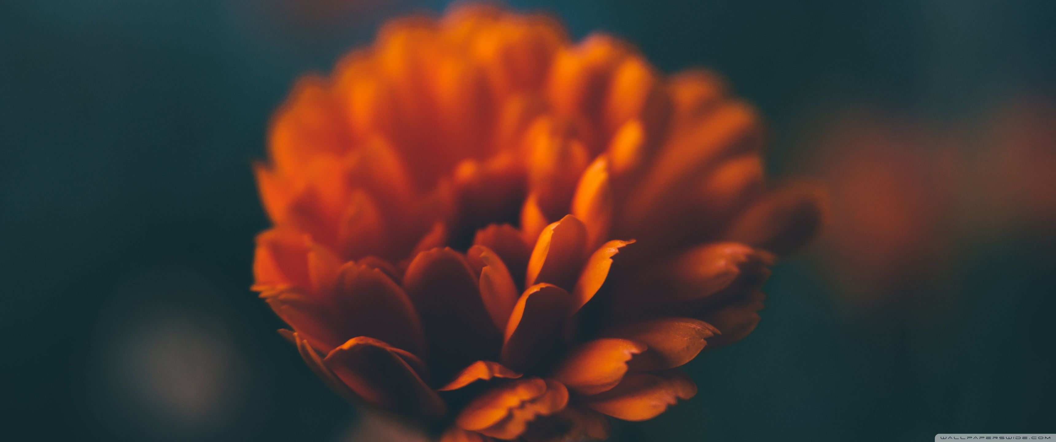 3440x1440 Orange Flower Macro 4K UHD Wallpaper for UltraHD Desktop and TV : Widescreen and UltraWide Display : Smartphone and Tablet Devices