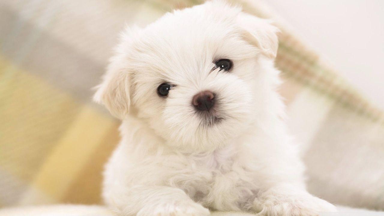 Cute Puppy Wallpapers For Mobile