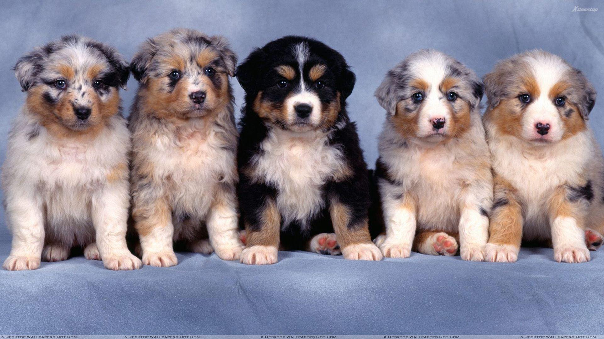 1920x1080 Fluffy Dogs Wallpaper