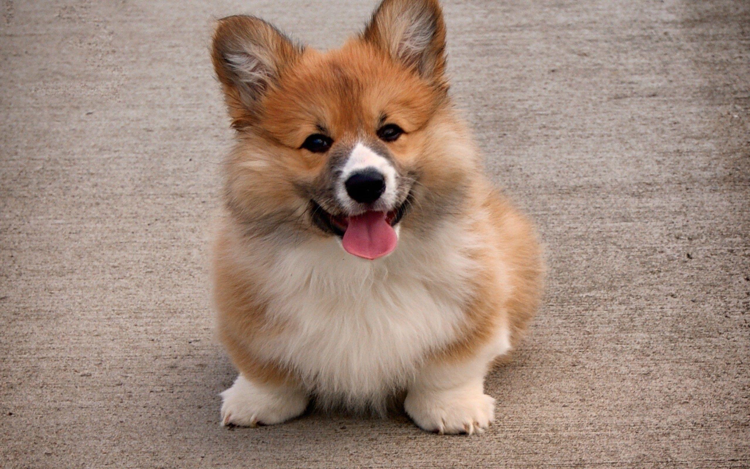 2560x1600 Download 2560x1600 Welsh Corgi, Tongue, Adorable, Fluffy, Puppy