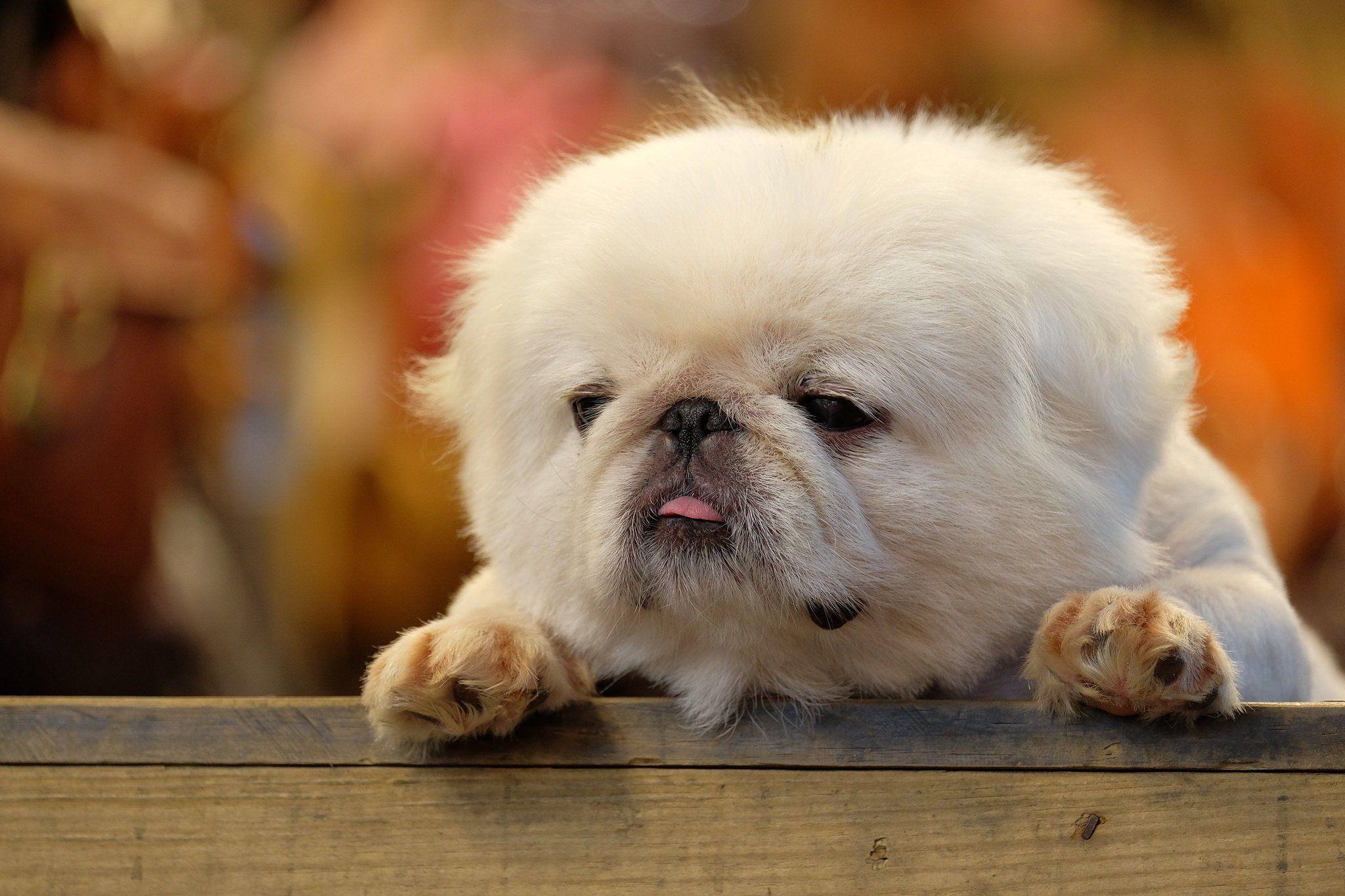 2048x1365 fluffy, Puppy, Tongue Wallpaper HD / Desktop and Mobile Background