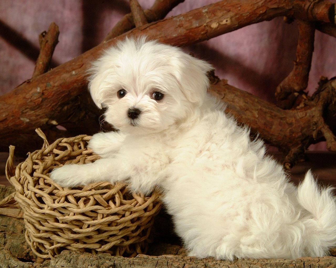 1280x1024 Free download Fluffy Maltese Puppy Dogs White Maltese Puppies