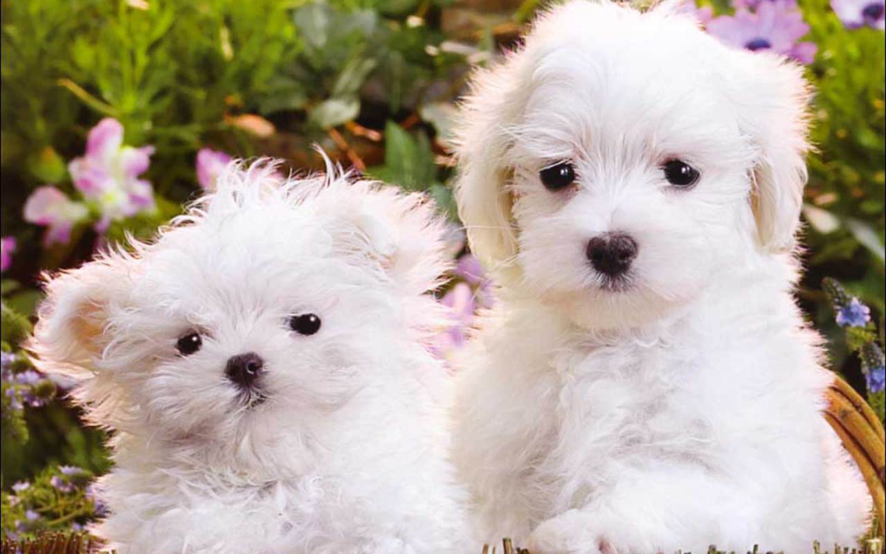 1280x800 Fluffy Puppies Wallpaper