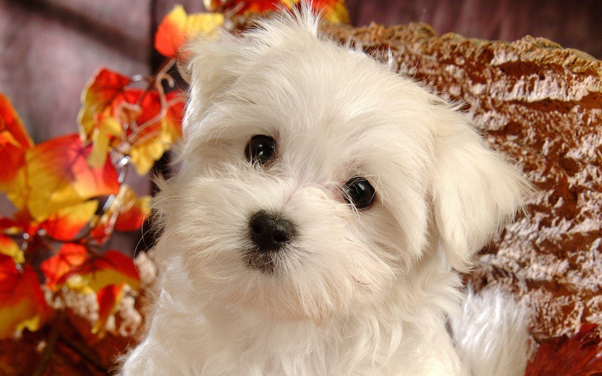 1920x1200 Fluffy Maltese Puppy Dogs Maltese Puppies wallpaper