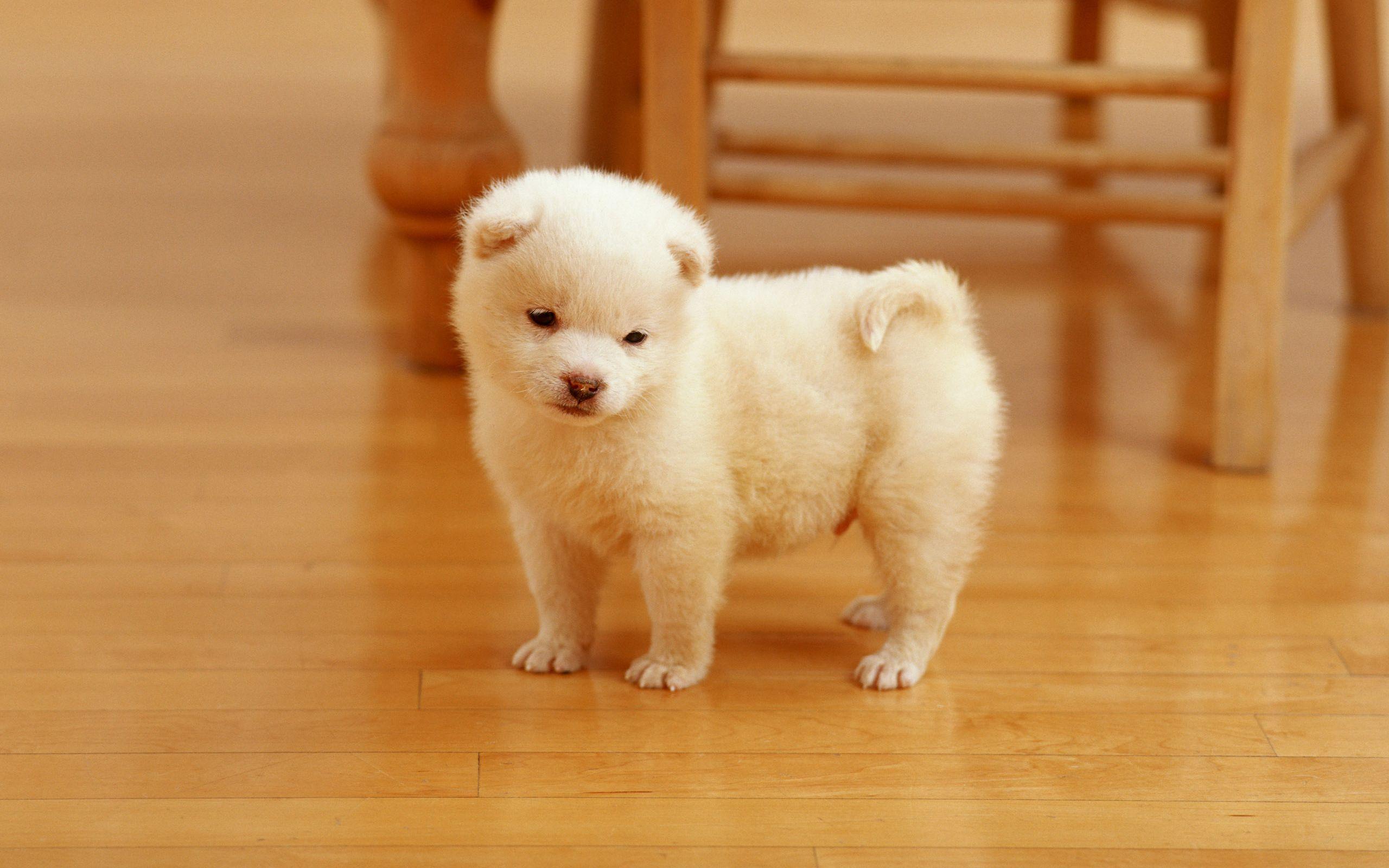 2560x1600 of puppy 4K wallpaper for your desktop or mobile screen