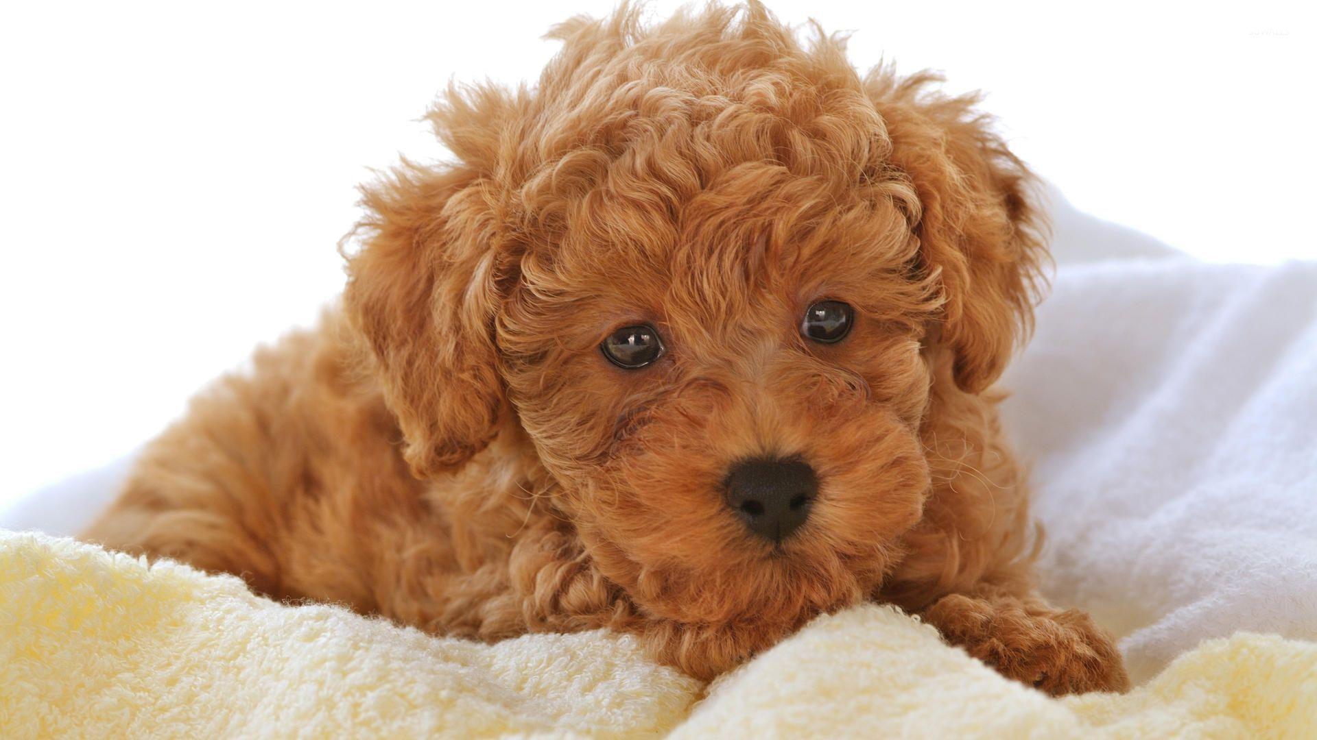 1920x1080 Brown fluffy puppy on a blanket wallpaper wallpaper