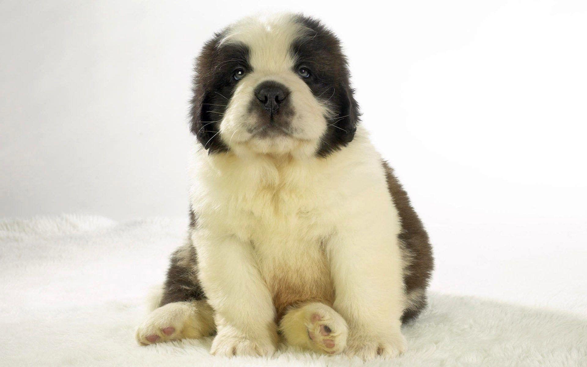 1920x1200 Fluffy St Bernard Puppy Wallpaper 62539 1920x1200px