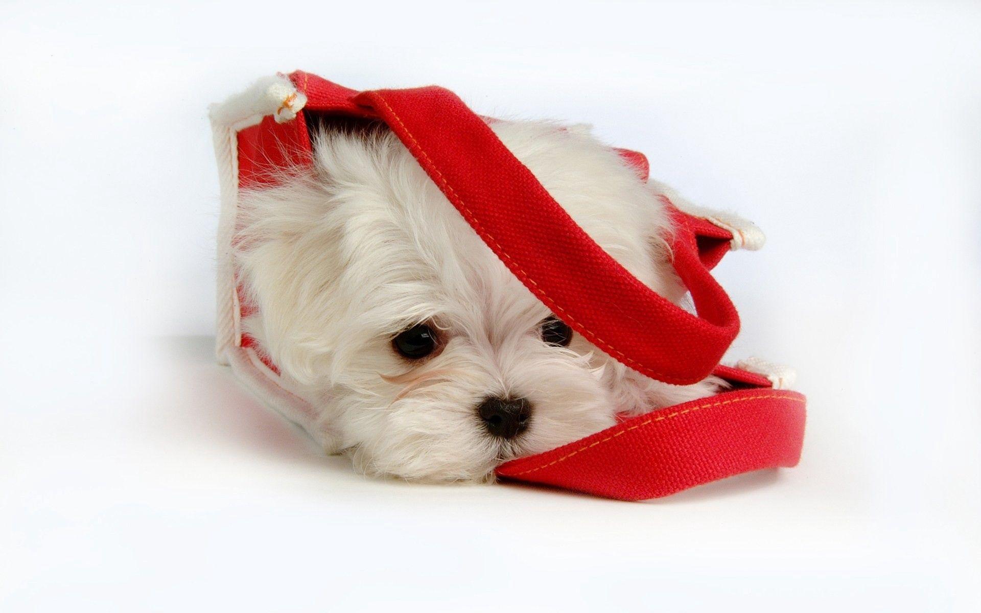 1920x1200 Download wallpaper 1920x1200 fluffy, puppy, snout, bag, lying HD
