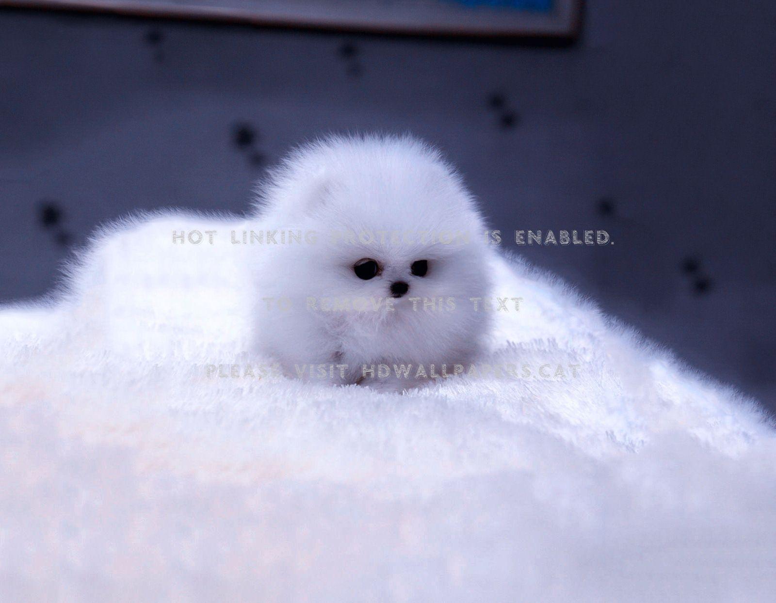1600x1244 cute puppy fuzz fluffy blue fur kitty dog