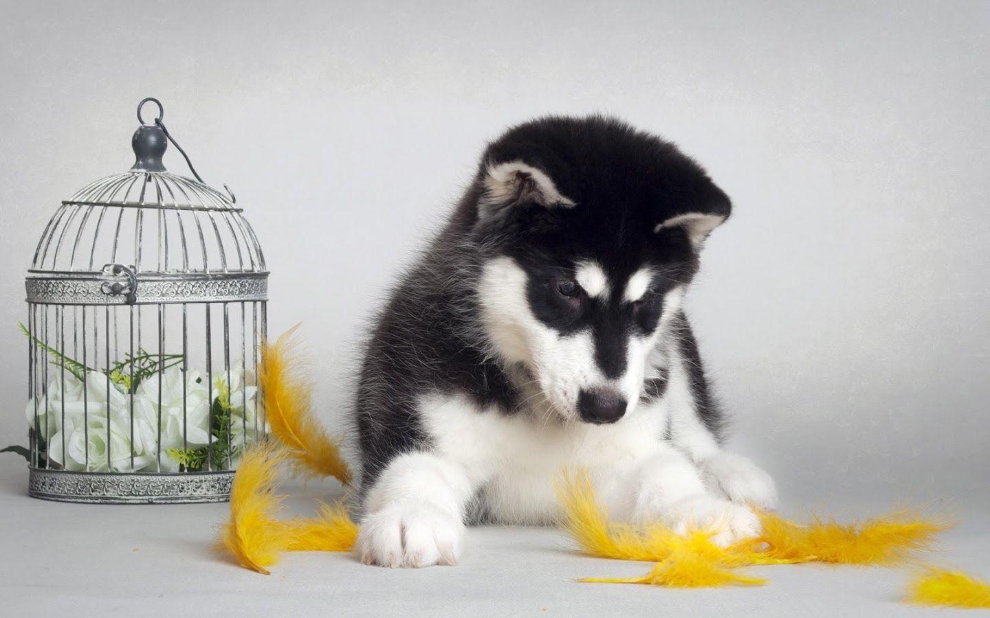 1440x900 Pack.33: Husky Puppies Wallpaper (1440x900)