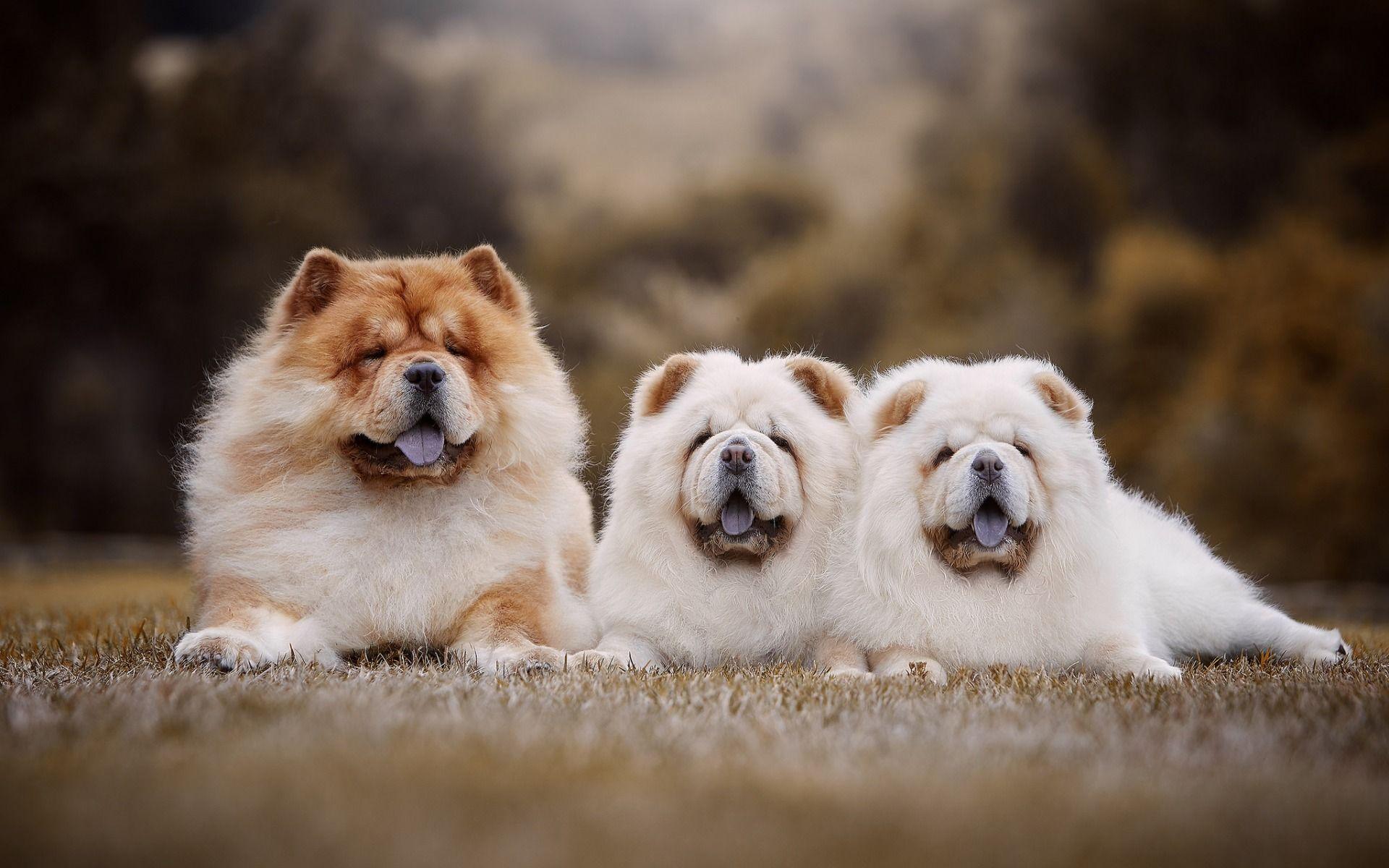 1920x1200 Chow Chow, Family, Little Fluffy Puppies, Cute Animals