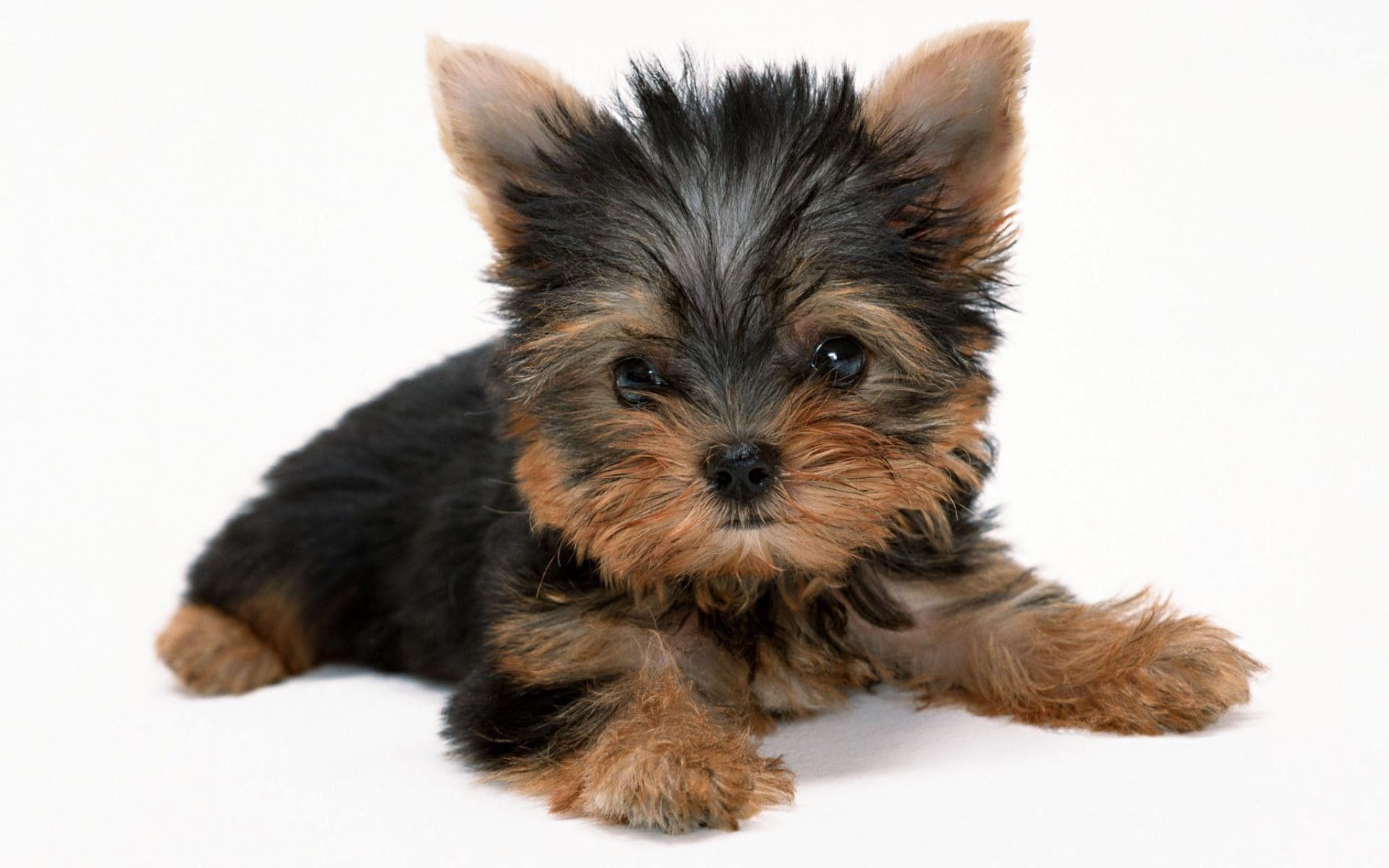 1920x1200 Yorkie Puppies Wallpaper