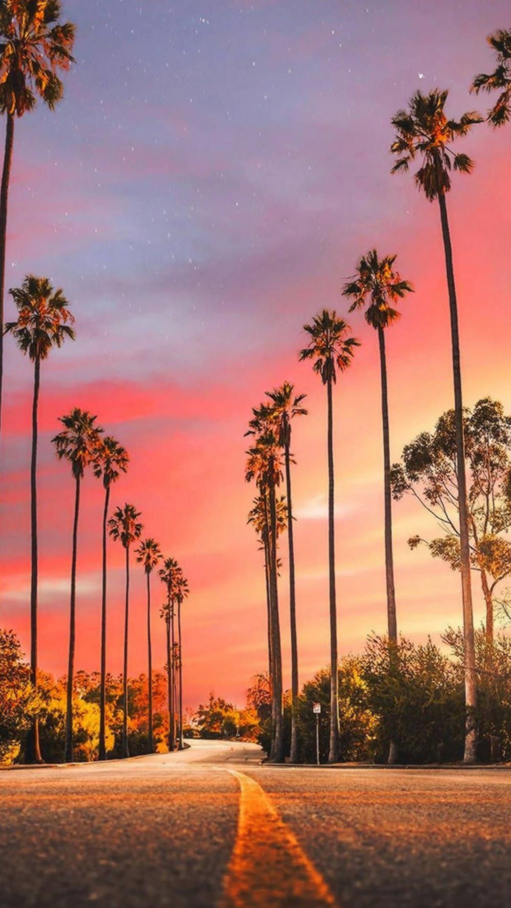 1000x1775 Download Las Vegas IPhone Palm Tree Sunset Wallpaper