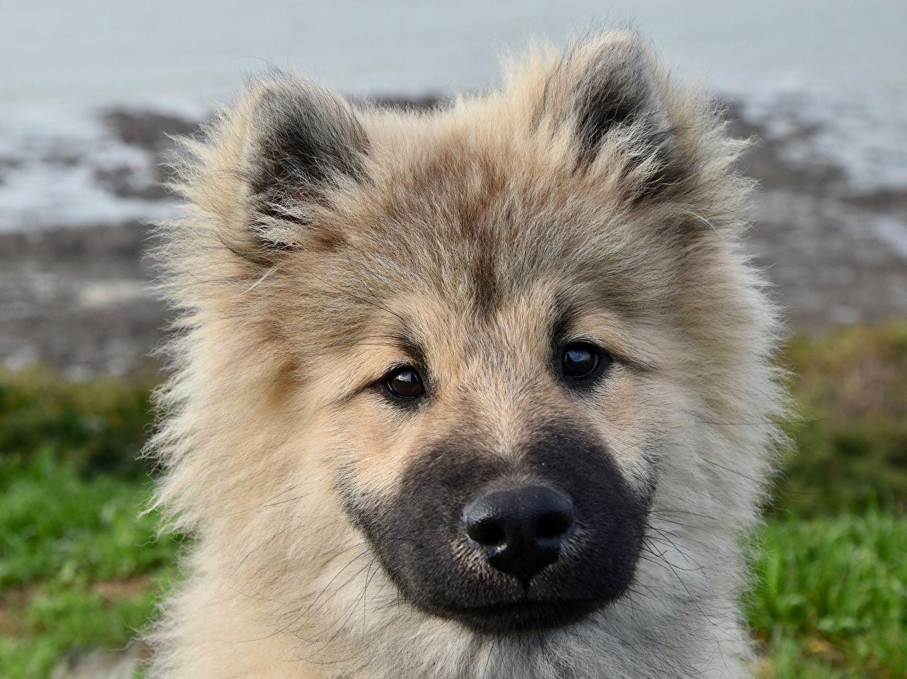 1280x958 Picture animal puppies Dogs Fluffy Snout Head Glance Eurasier