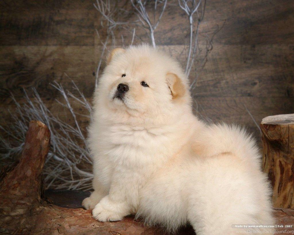1024x819 Fluffy Chow Chow Puppies Wallpaper Chow Chow Puppy Fluffy