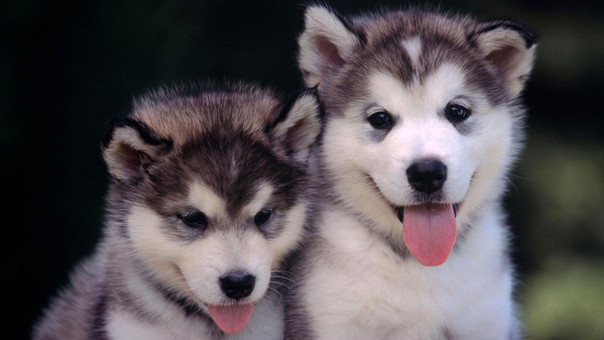 1920x1080 Download 1920x1080 HD Wallpaper husky fluffy puppy cute friends