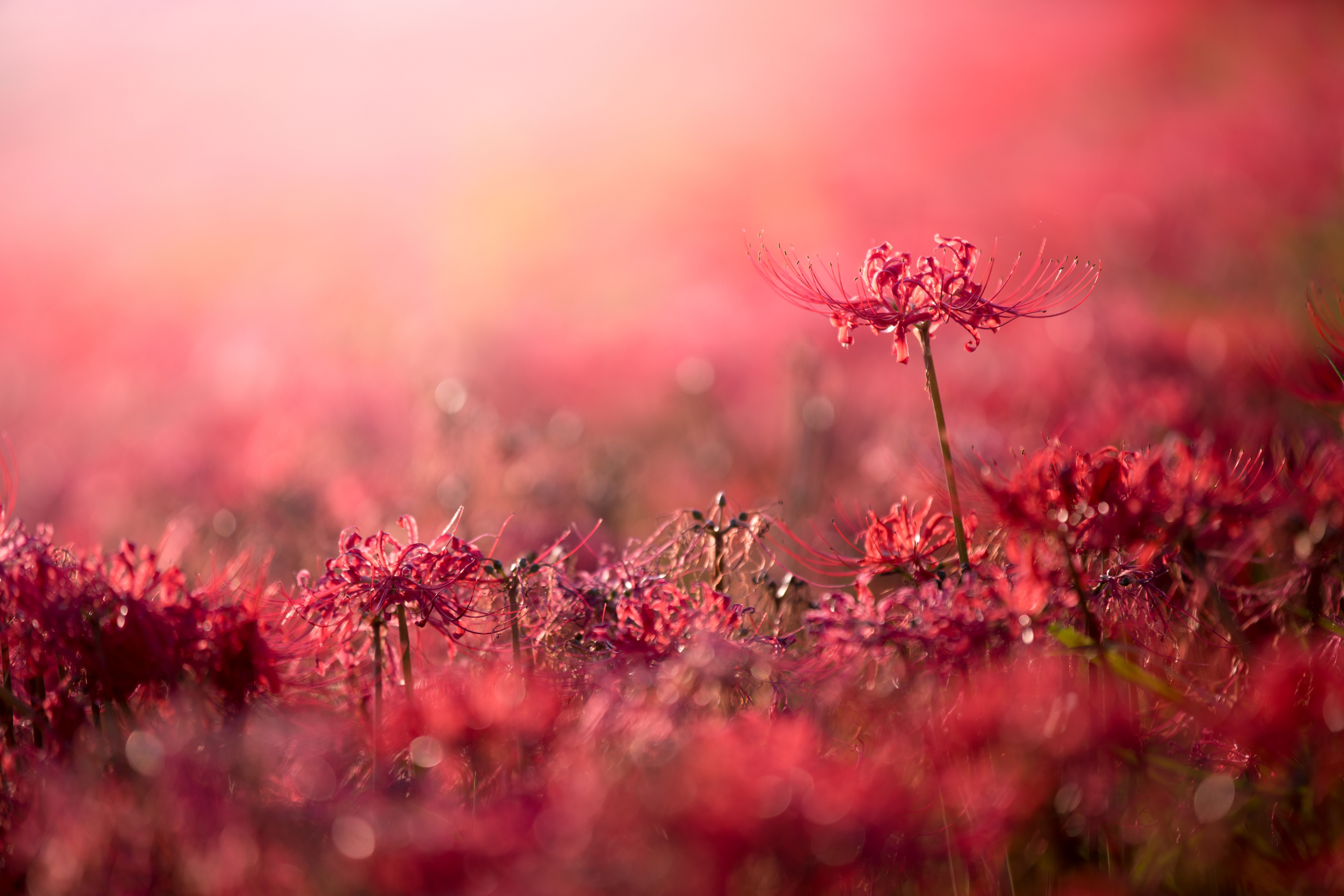7952x5304 Scarlet Whisper