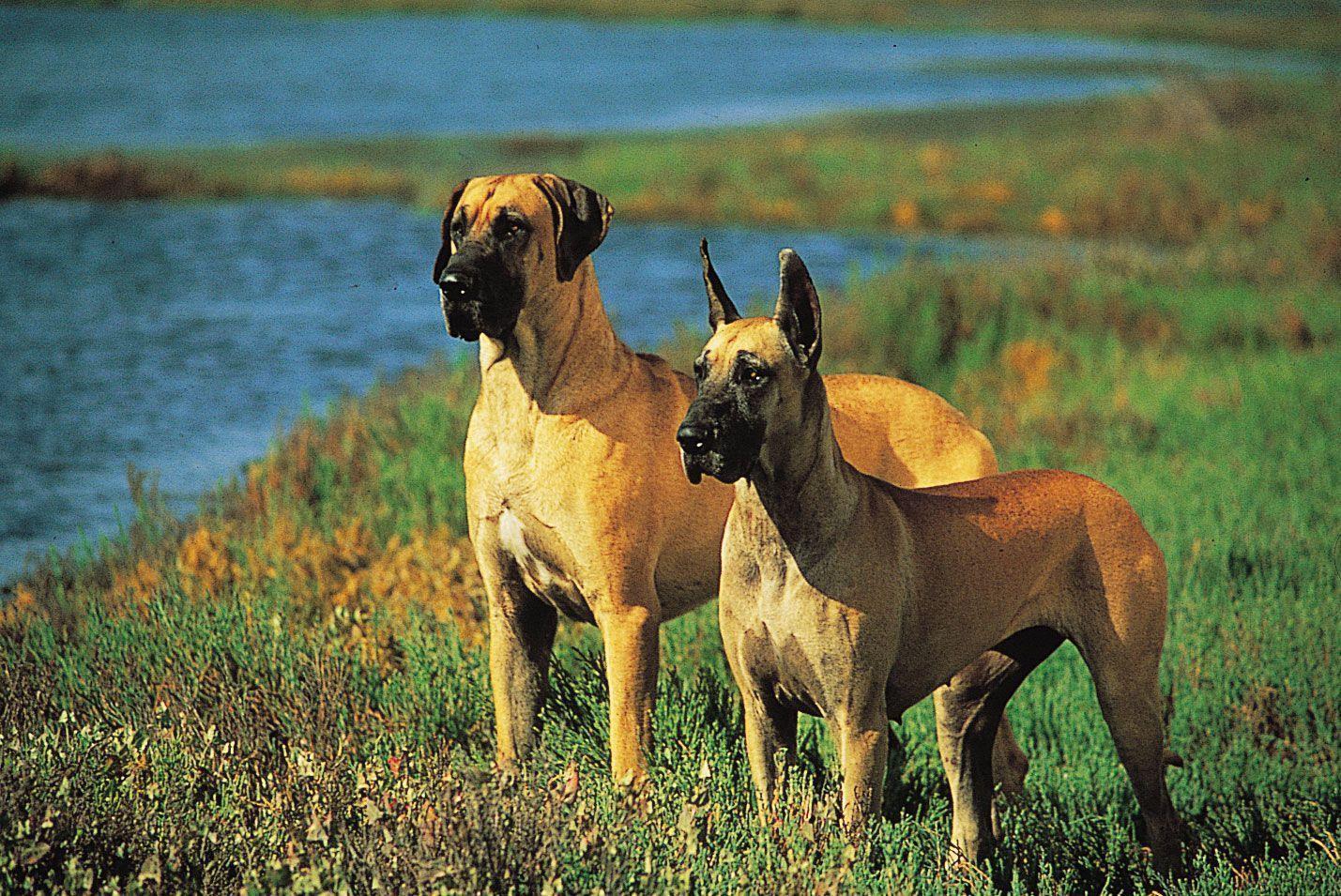 1429x955 Great Dane Wallpaper