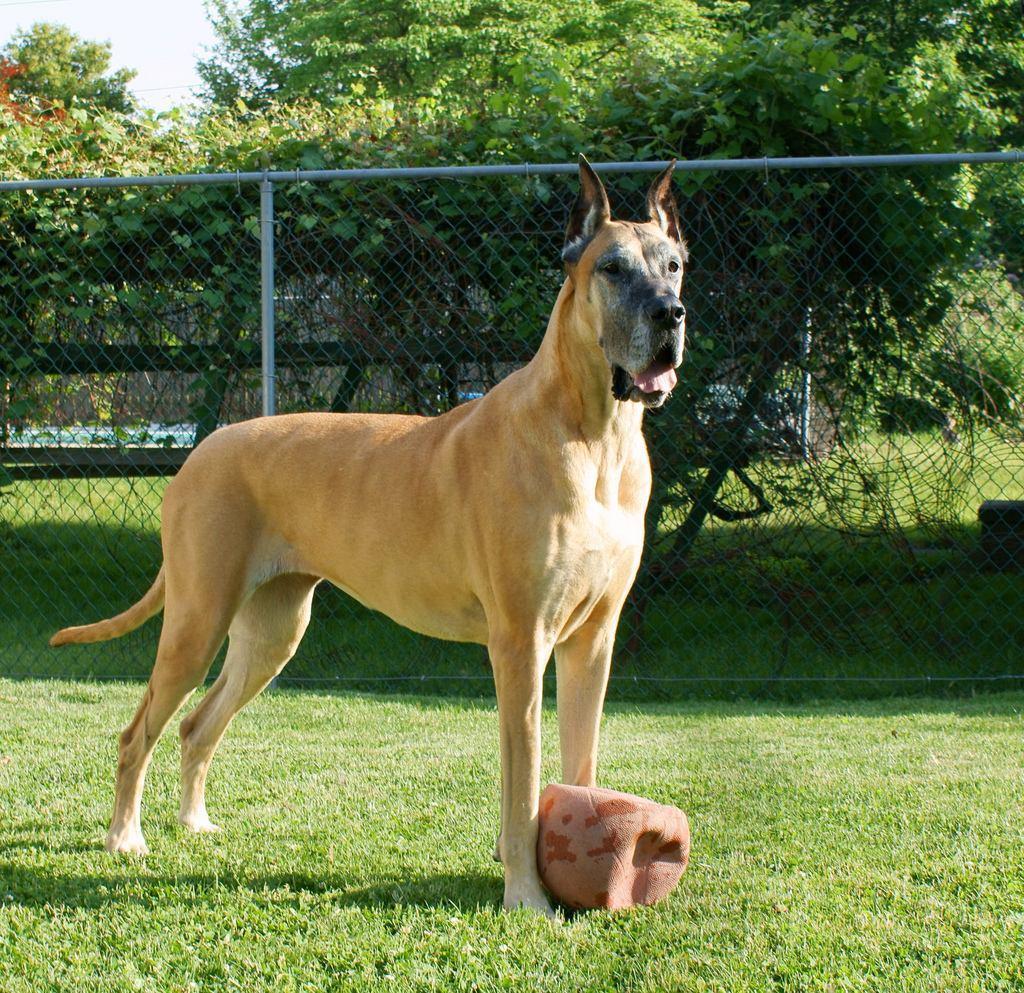 1024x993 Great Dane Wallpaper