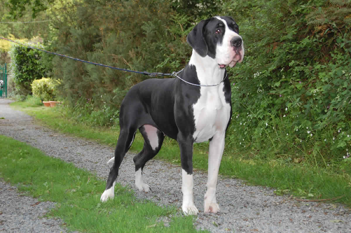 1200x798 Blue Great Dane Wallpaper. Great