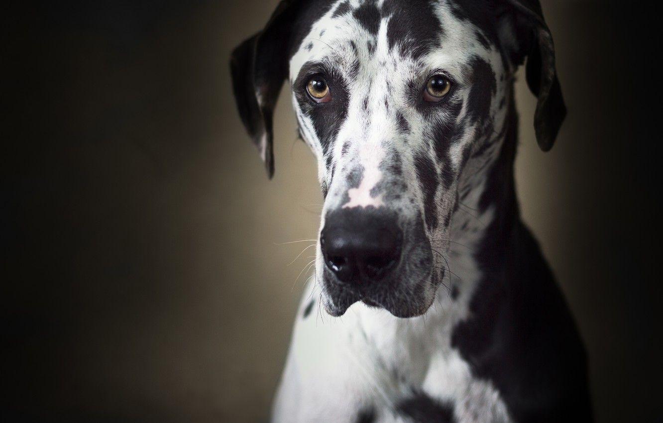 1332x850 Wallpaper look, face, background, dog, Great Dane image