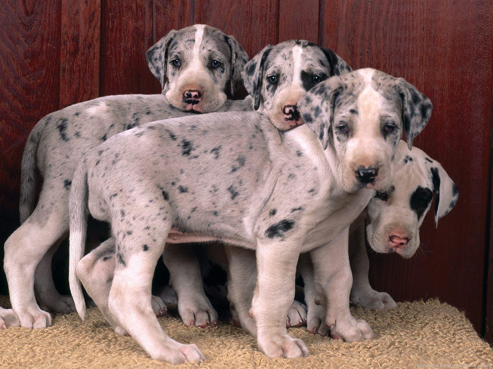 Great Dane Wallpapers - Top Free Great Dane Backgrounds - WallpaperAccess