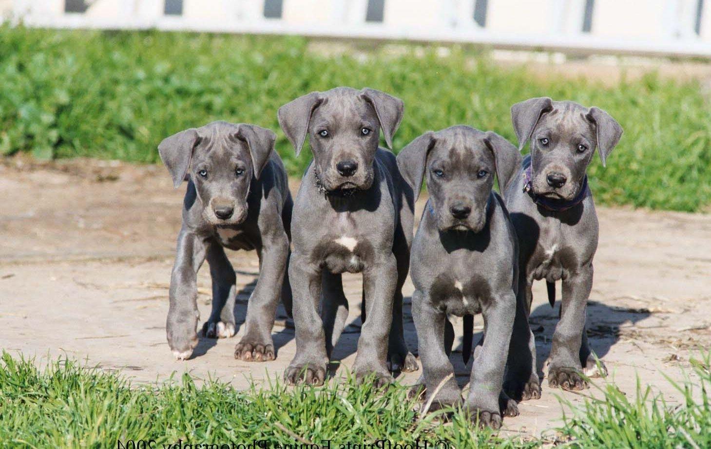 1459x922 Beaver Dane Puppies, Download Wallpaper