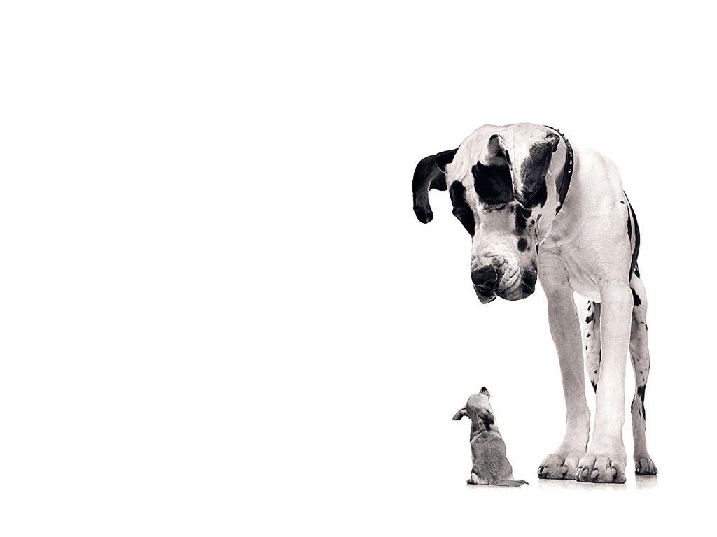 1024x768 Great Dane Wallpaper Cute and Docile