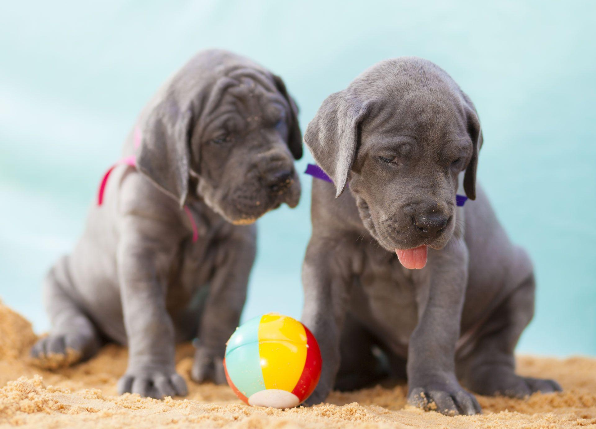 1920x1385 My Great Dane HD Wallpaper New Tab Theme