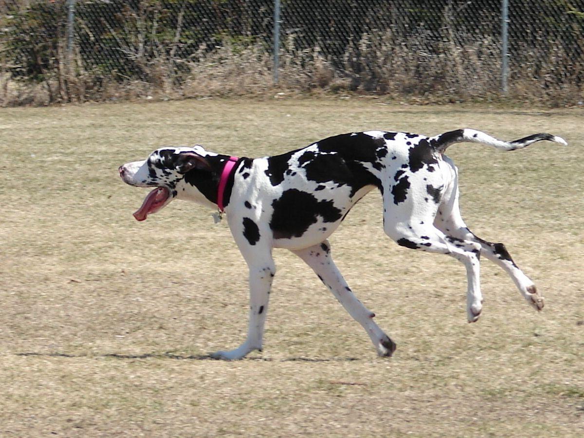1200x900 The Beautiful Great Dane Danes Wallpaper